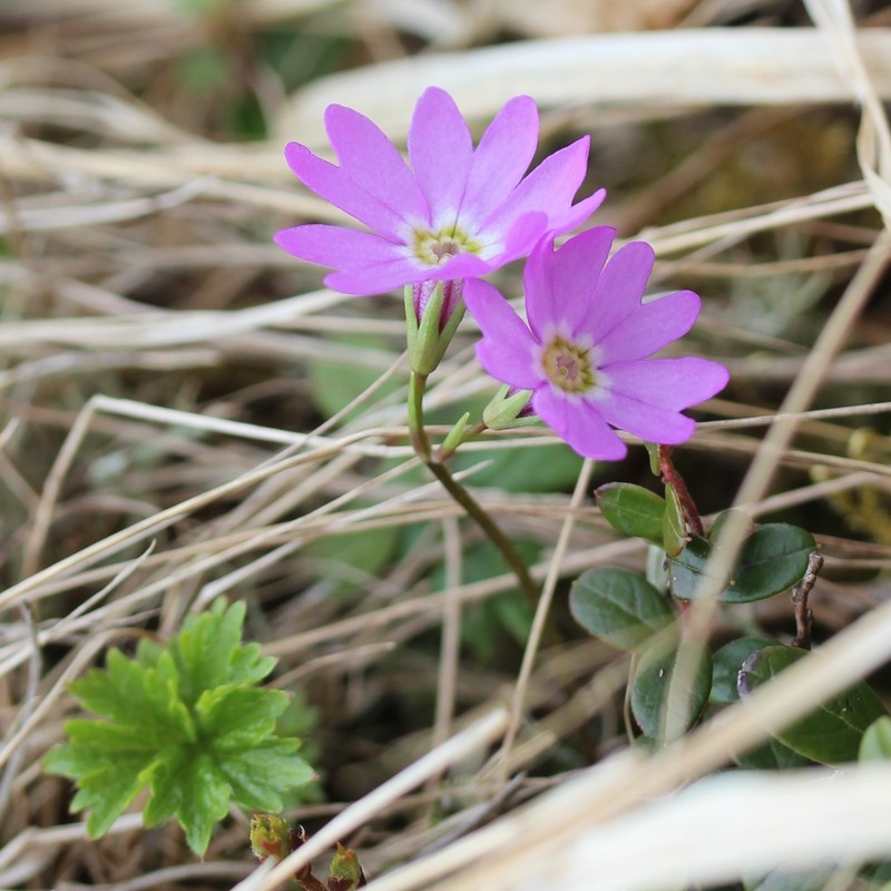 Primula reinii var. kitadakensis photo 6