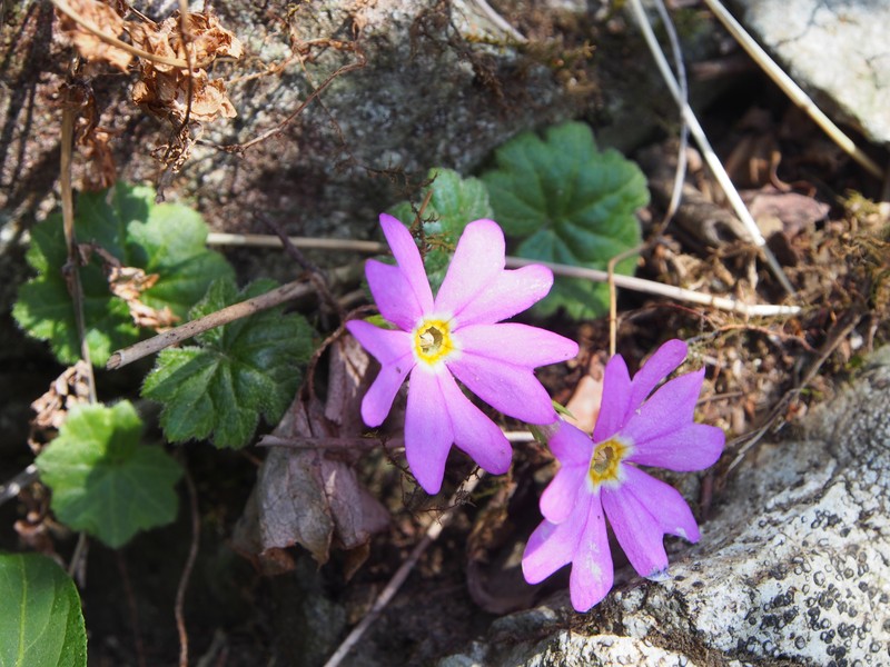 Primula reinii var. reinii