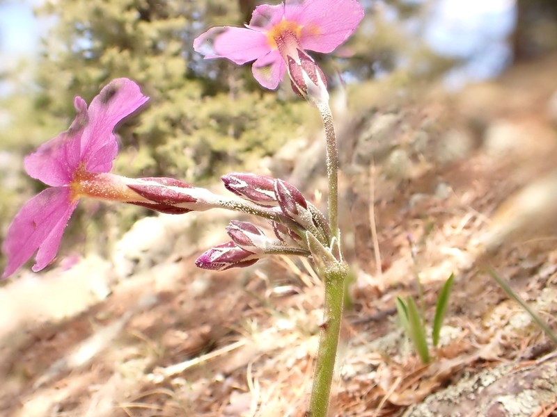 Rusby's Primrose