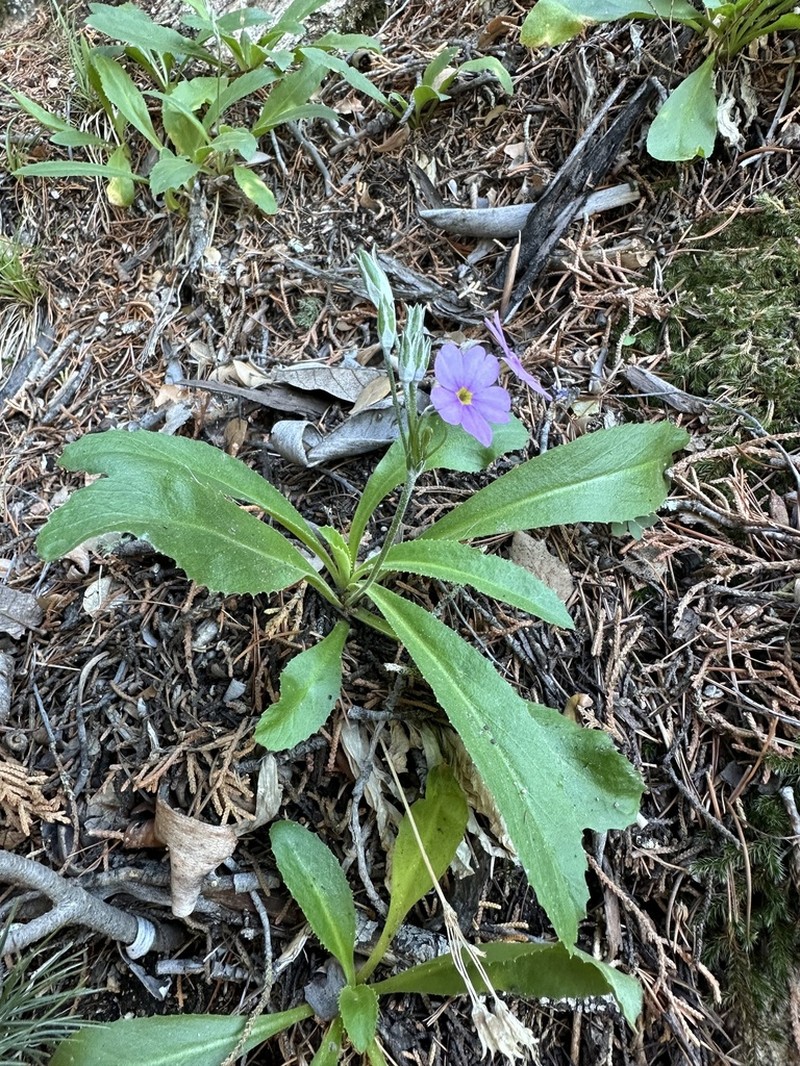 Rusby's Primrose photo 2