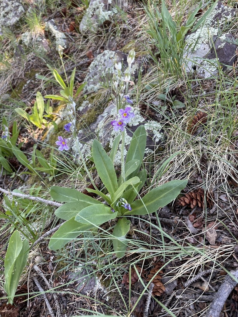 Rusby's Primrose photo 3