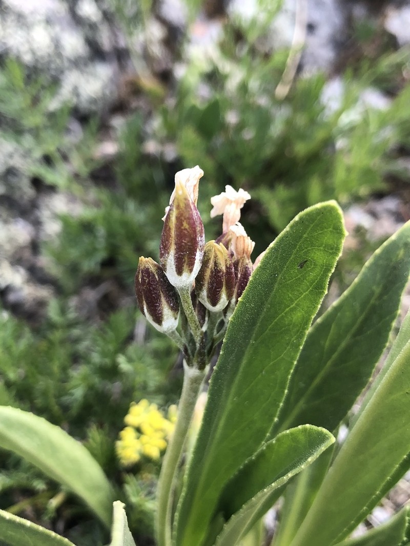 Rusby's Primrose photo 4