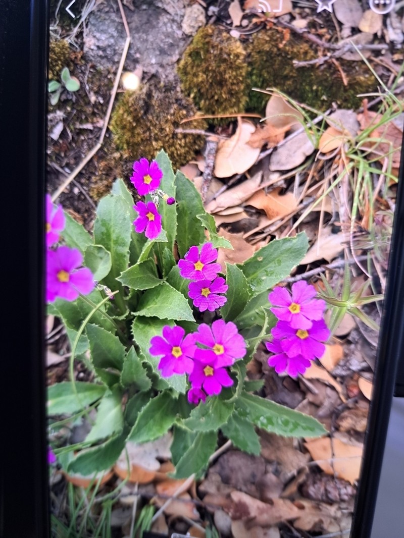 Rusby's Primrose photo 5
