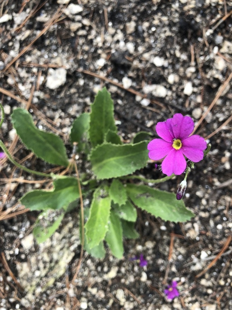 Rusby's Primrose photo 6