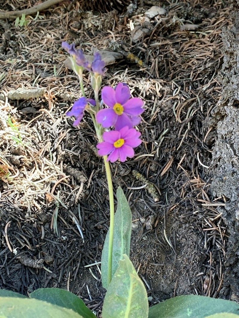 Rusby's Primrose photo 7