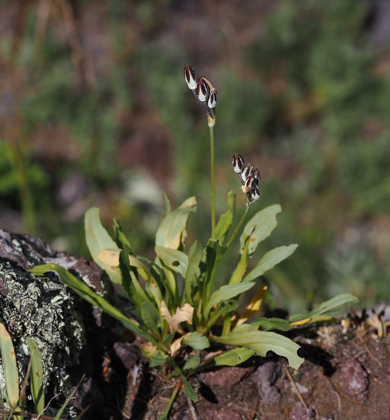 Rusby's Primrose photo 8