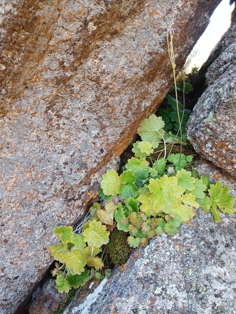 Primula semenovii