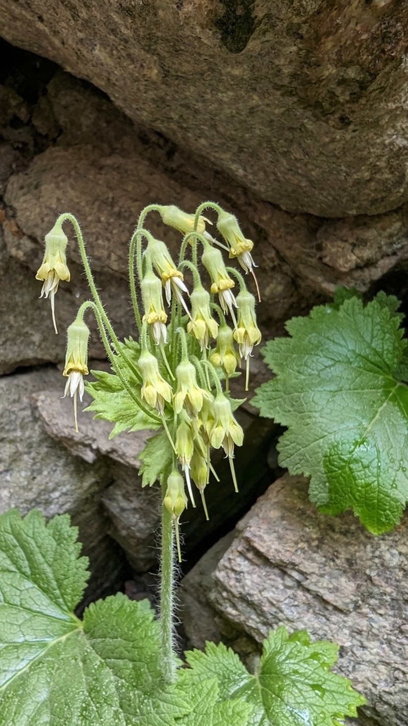 Primula semenovii photo 2