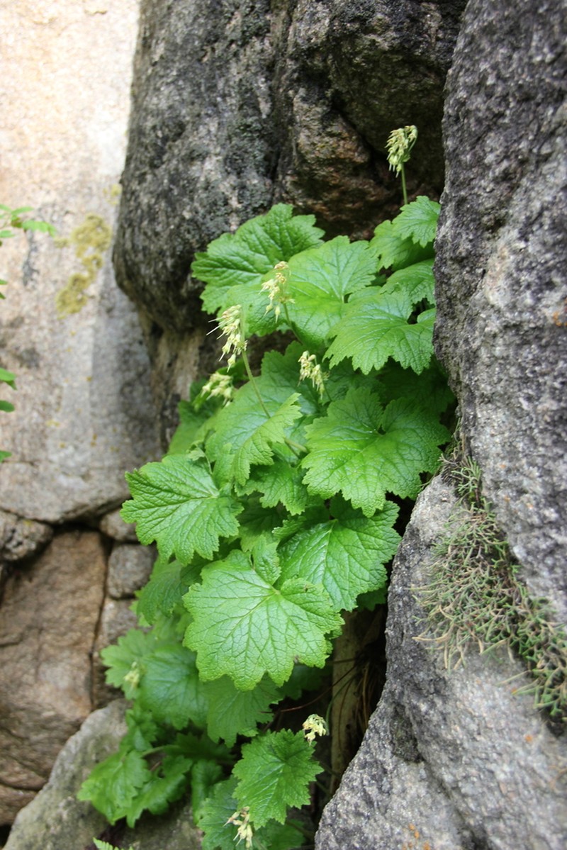 Primula semenovii photo 3