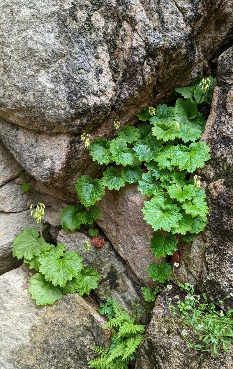 Primula semenovii photo 4
