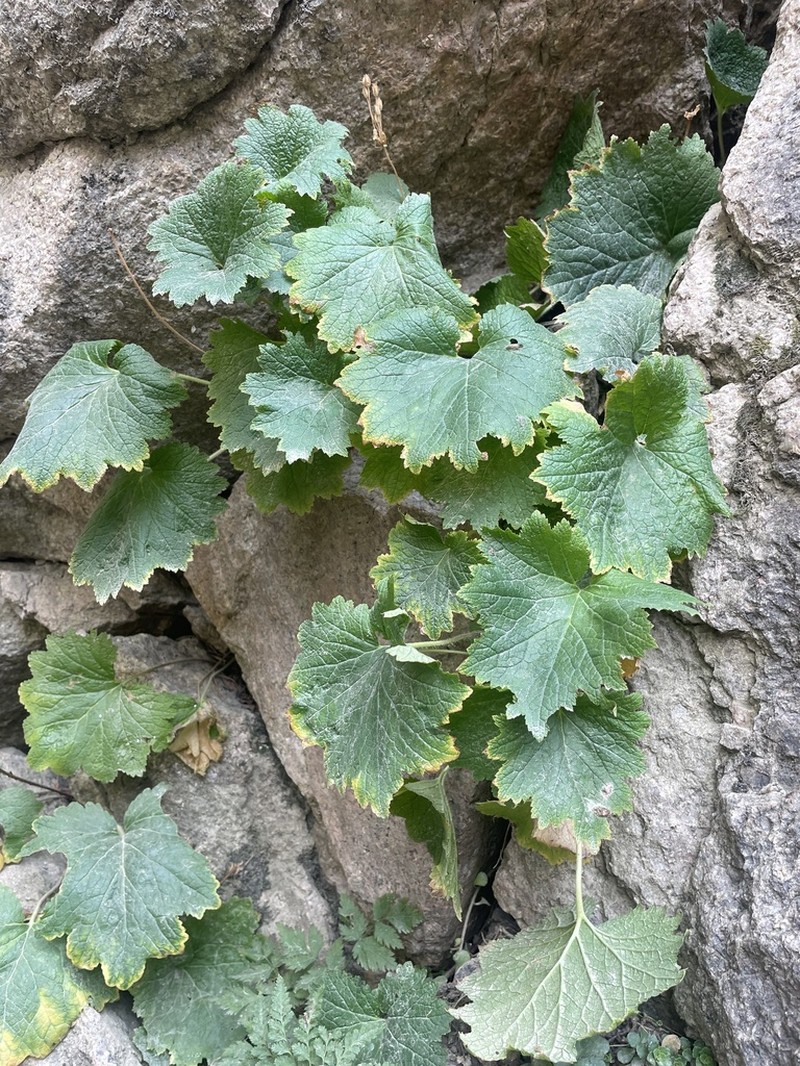 Primula semenovii photo 5