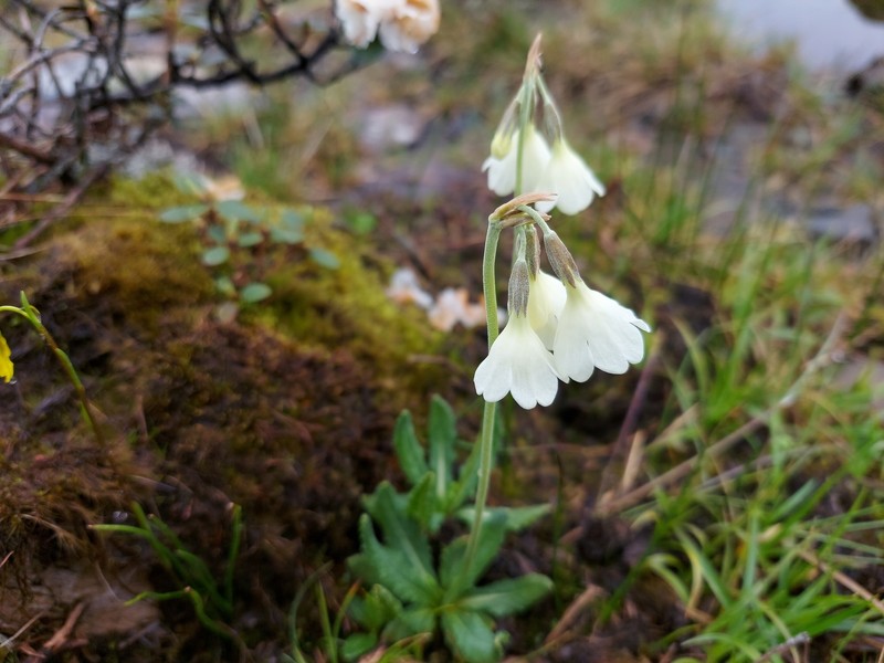 Primula sikkimensis var. hopeana