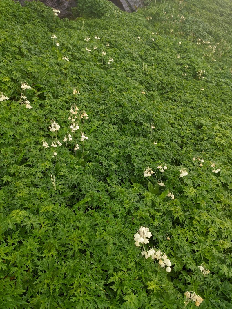 Primula sikkimensis var. hopeana photo 2