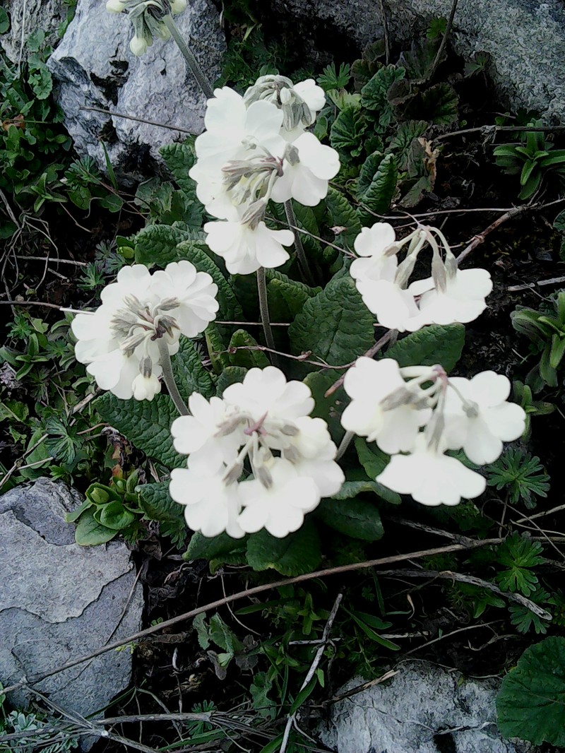 Primula sikkimensis var. hopeana photo 3