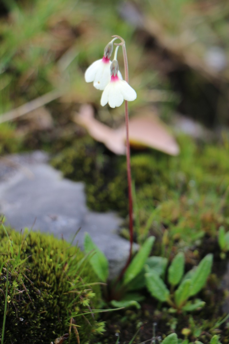 Primula sikkimensis var. hopeana photo 4
