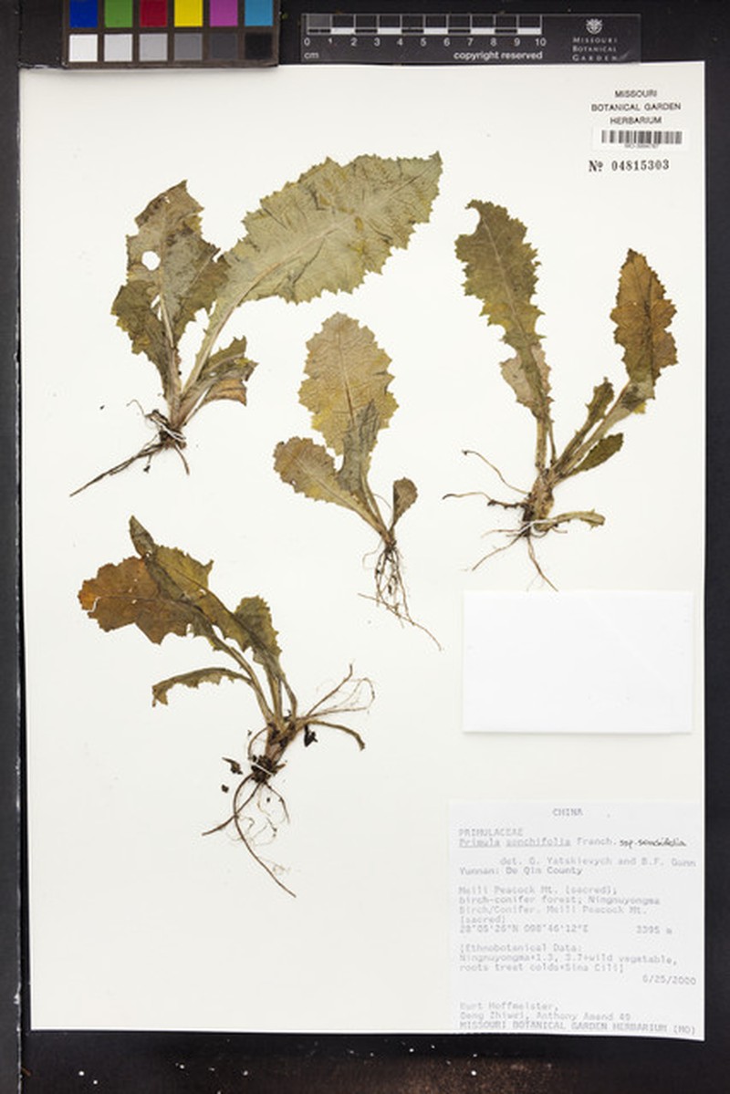 Primula sonchifolia subsp. sonchifolia
