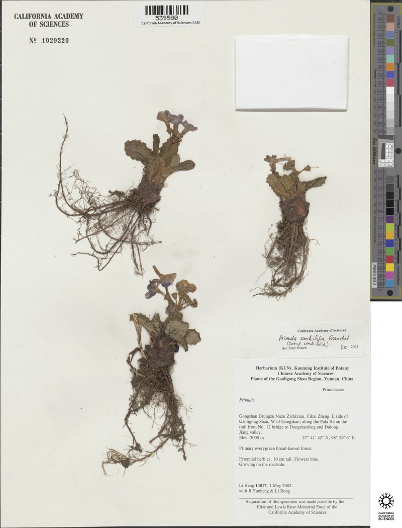 Primula sonchifolia subsp. sonchifolia photo 2