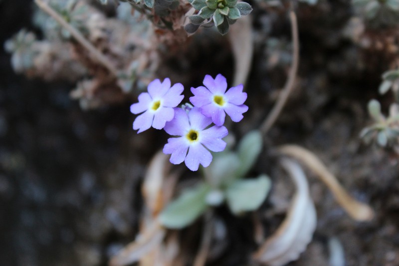 Cavedwelling Primrose