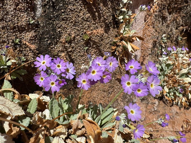 Cavedwelling Primrose photo 3