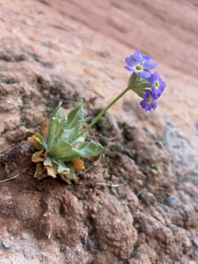 Cavedwelling Primrose photo 4