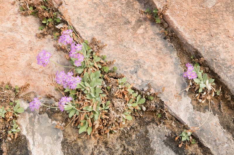 Cavedwelling Primrose photo 5