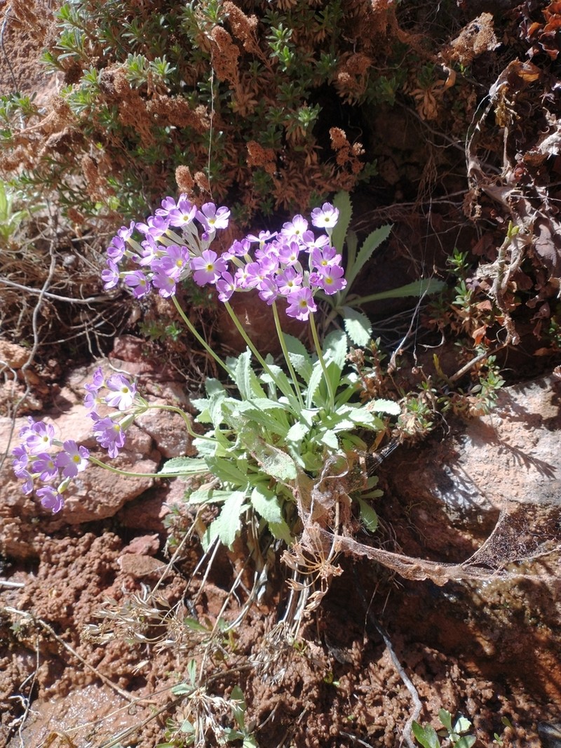 Cavedwelling Primrose photo 6