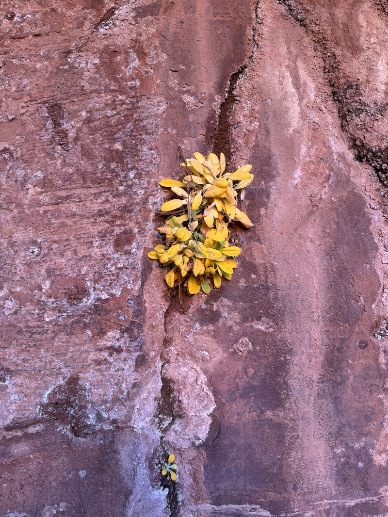 Cavedwelling Primrose photo 7