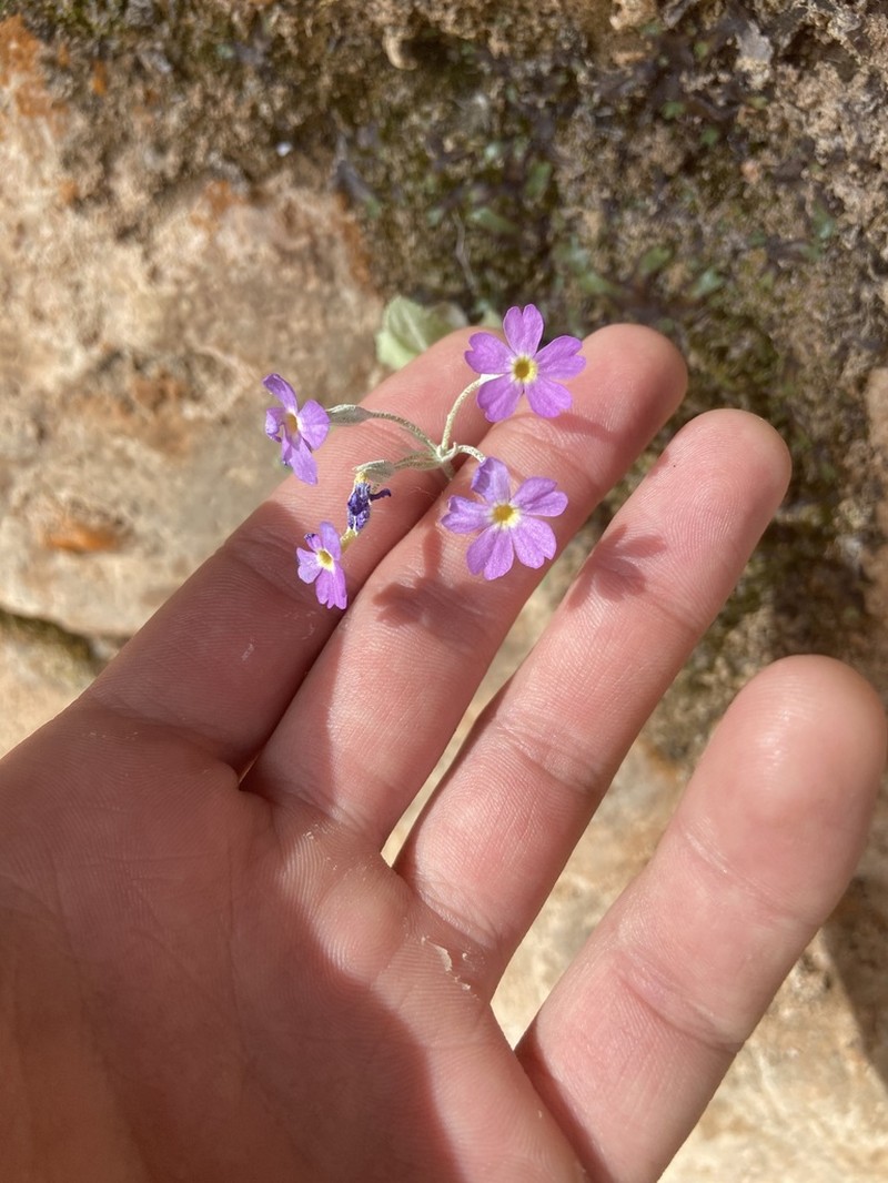 Cavedwelling Primrose photo 8