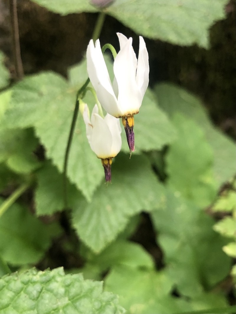 Primula standleyana