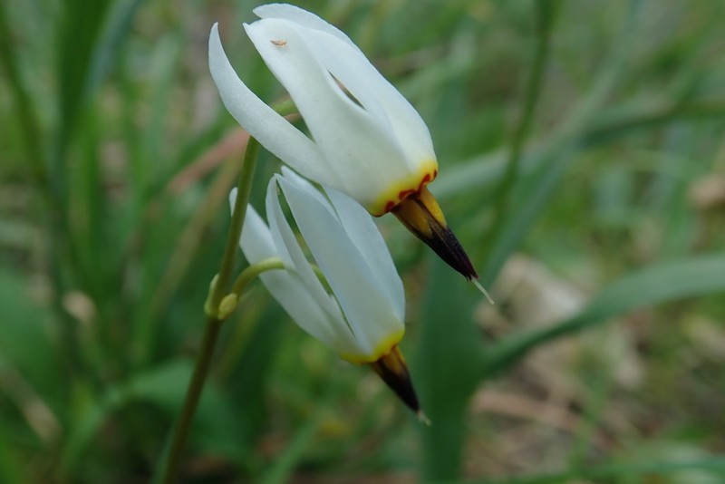 Primula standleyana photo 2