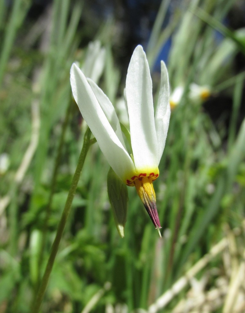 Primula standleyana photo 7