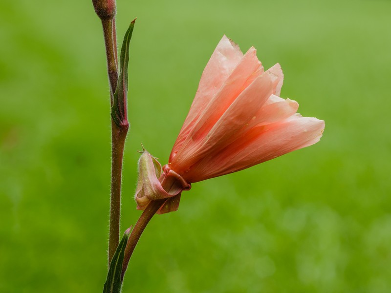 Strict Primrose photo 4