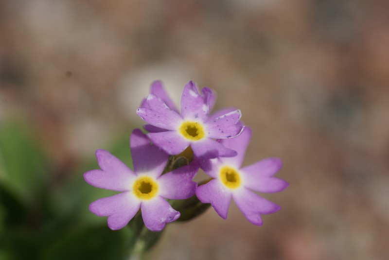 Strict Primrose photo 5