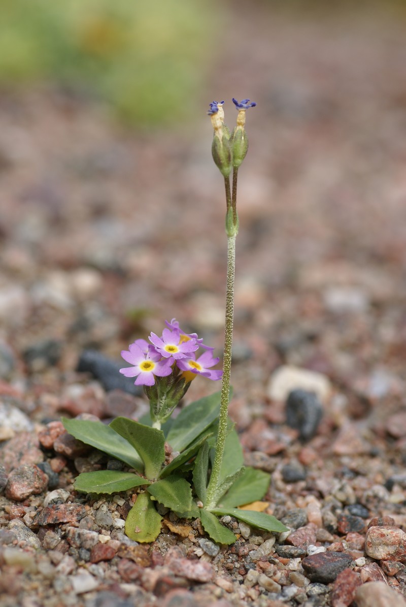 Strict Primrose photo 3