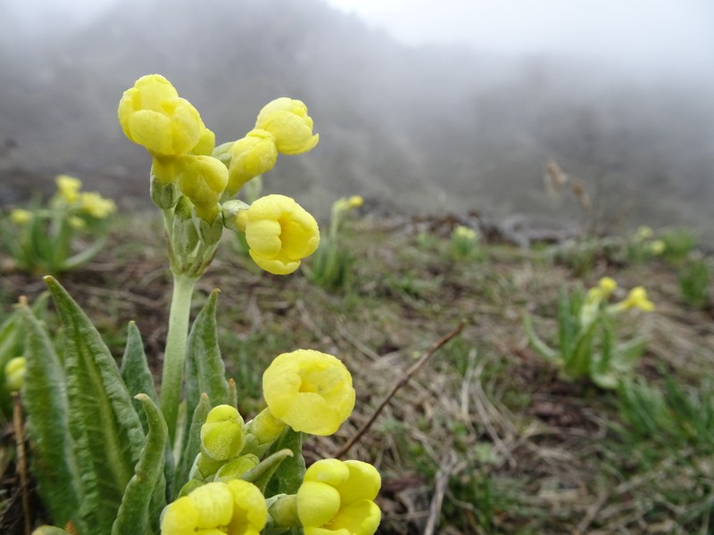 Primula strumosa var. strumosa