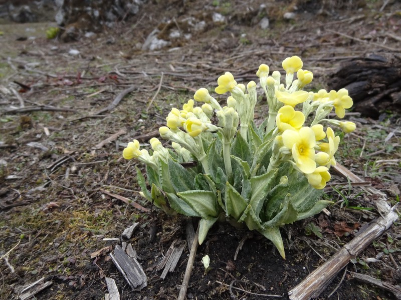 Primula strumosa var. strumosa photo 2