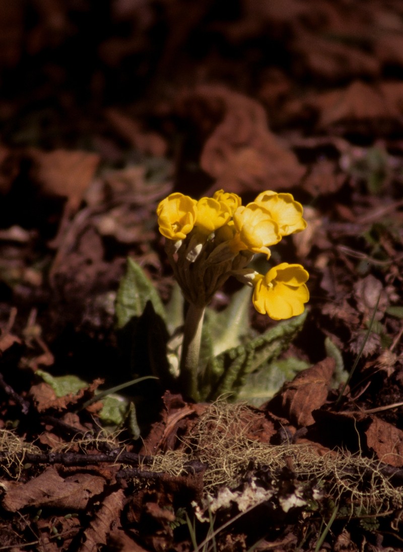 Primula strumosa var. strumosa photo 3