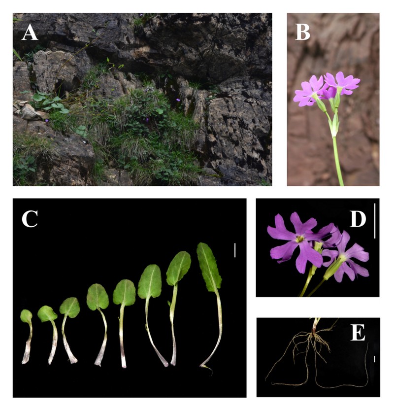 Primula sunhangii