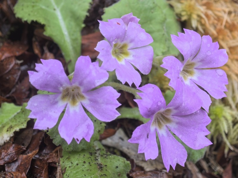 Primula surculosa