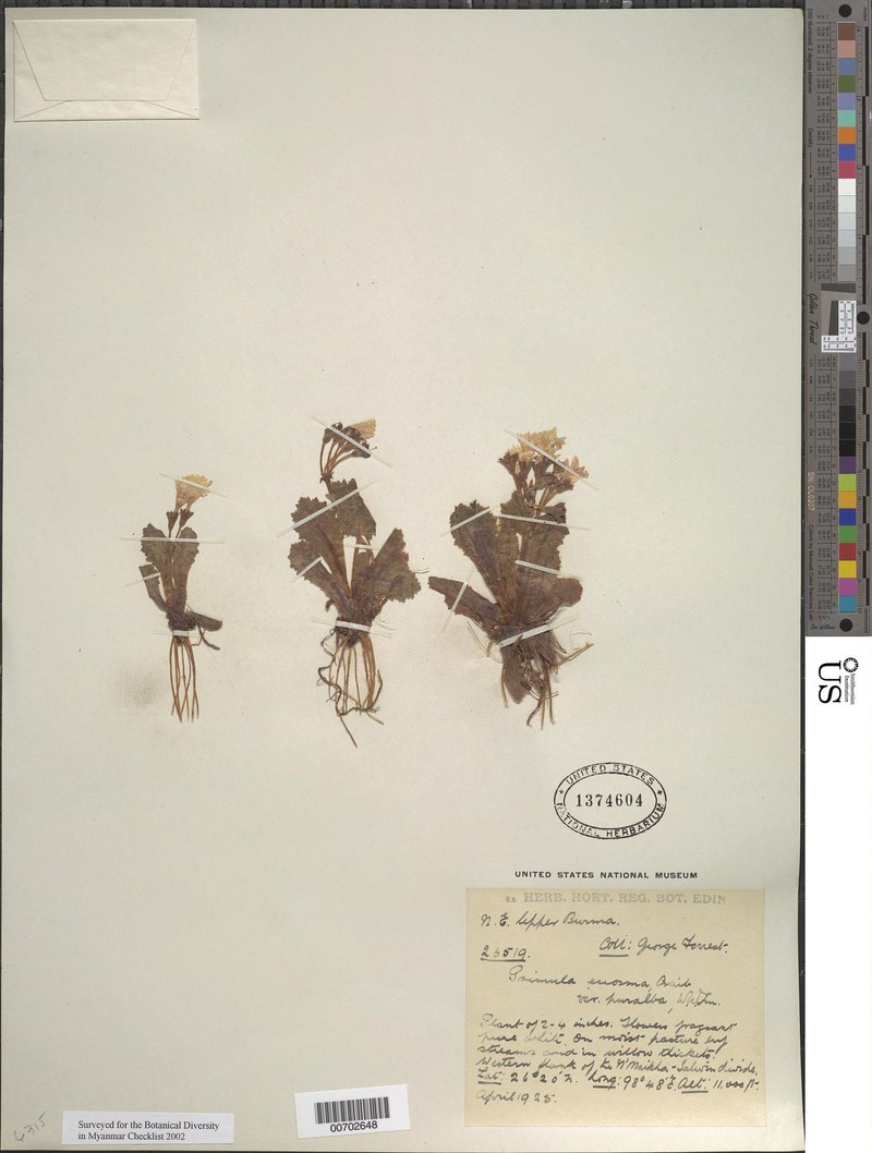 Primula taliensis subsp. taliensis