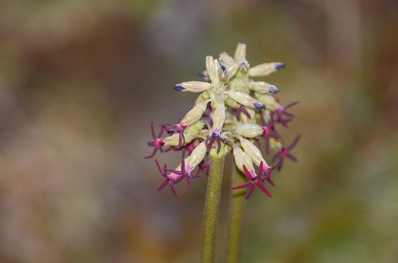 Primula tangutica var. tangutica