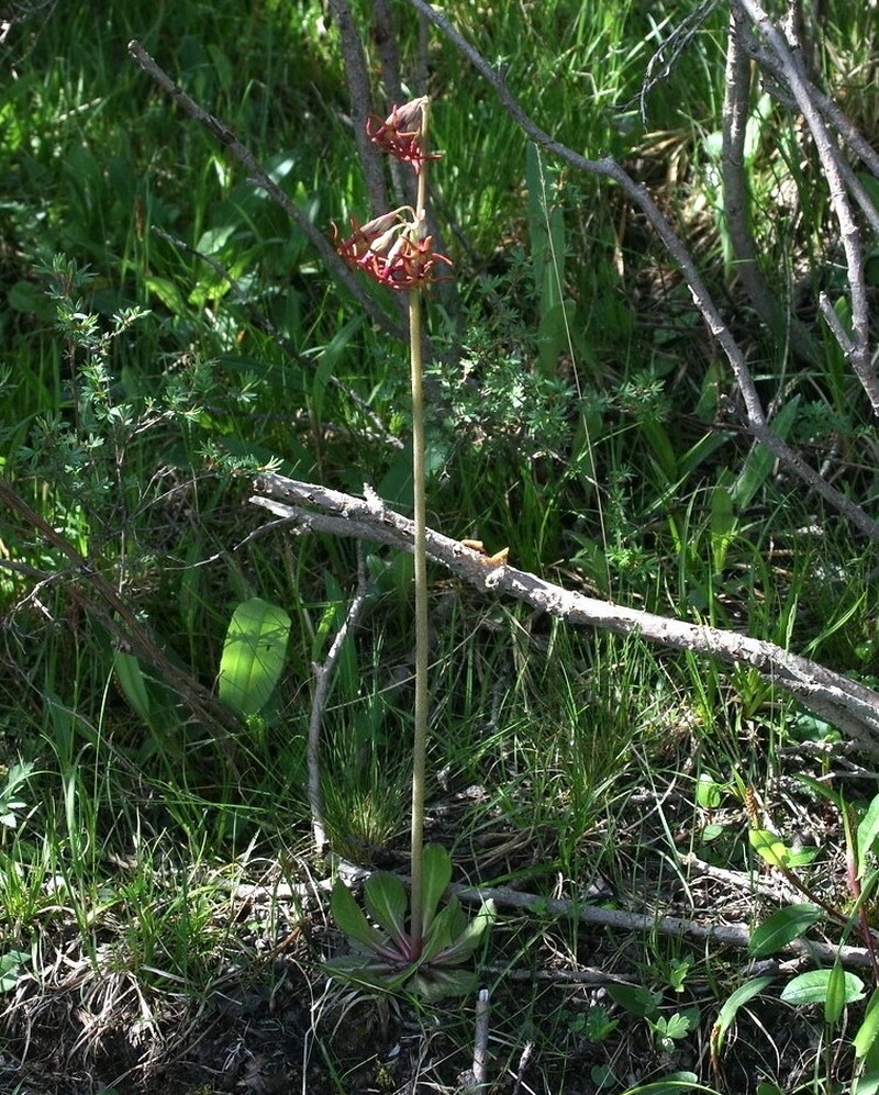Primula tangutica var. tangutica photo 3