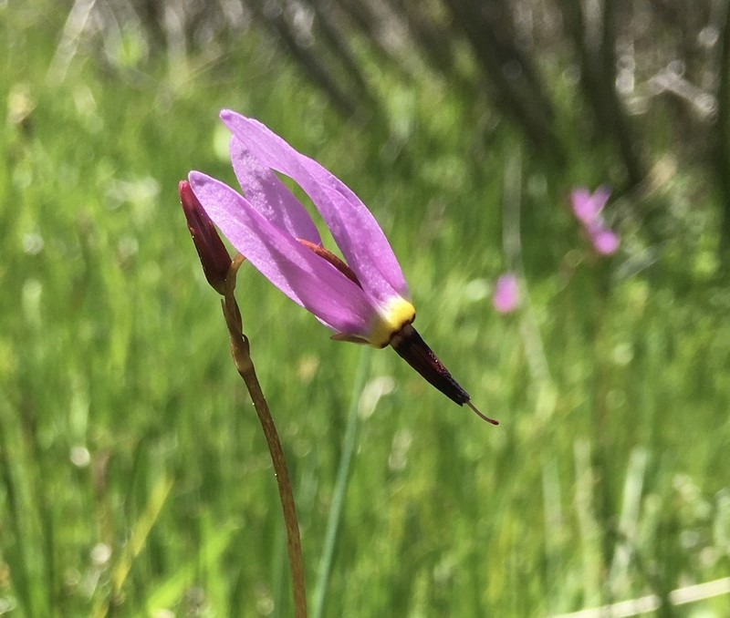 Alpine Shootingstar photo 4