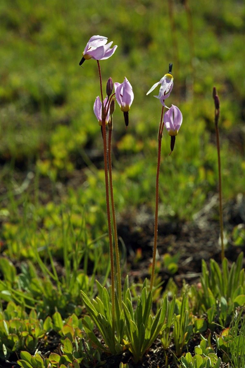 Alpine Shootingstar photo 5