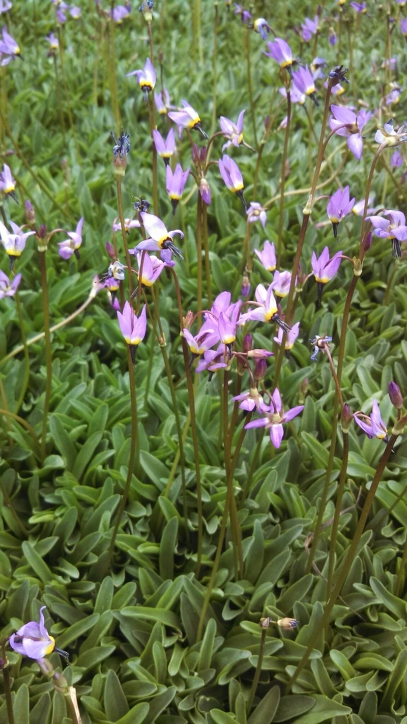 Alpine Shootingstar photo 6