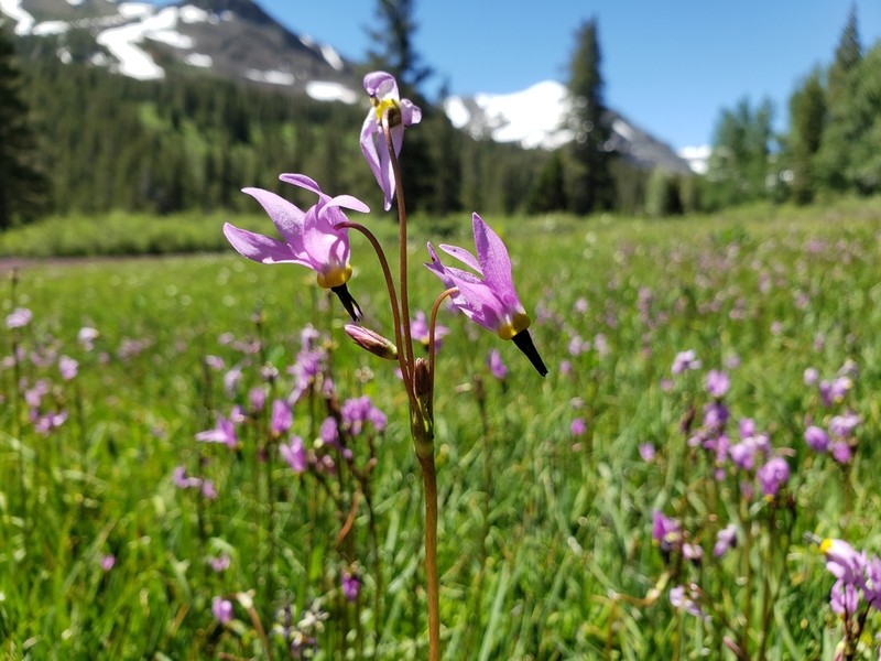 Alpine Shootingstar photo 8