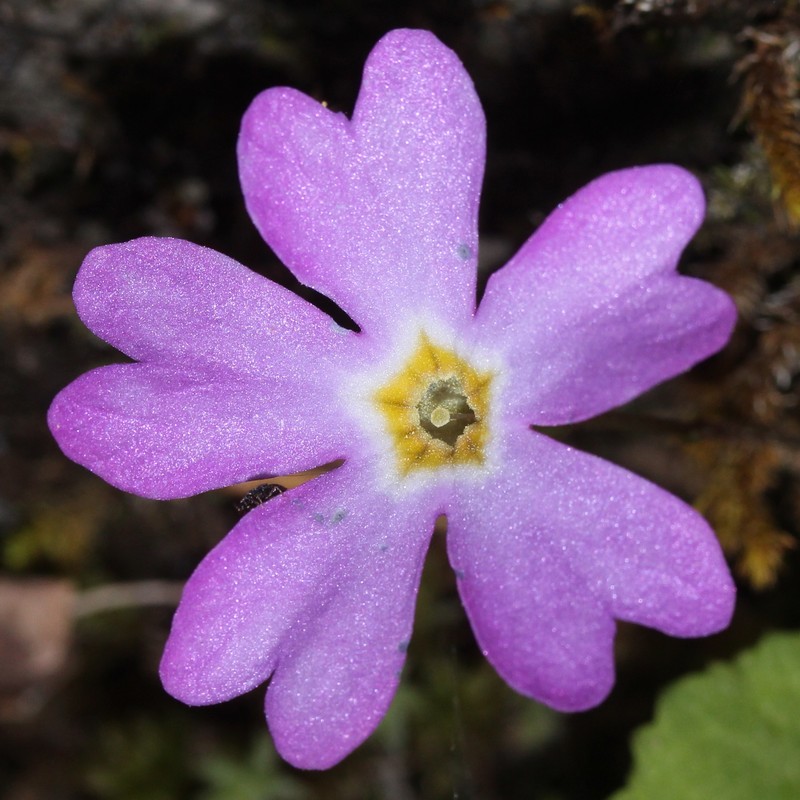 Primula tosaensis var. brachycarpa
