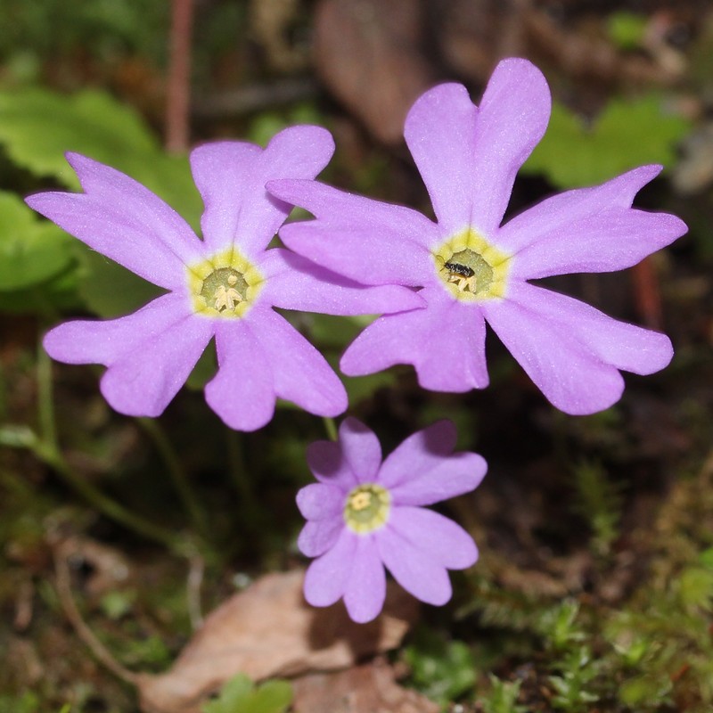 Primula tosaensis var. brachycarpa photo 2