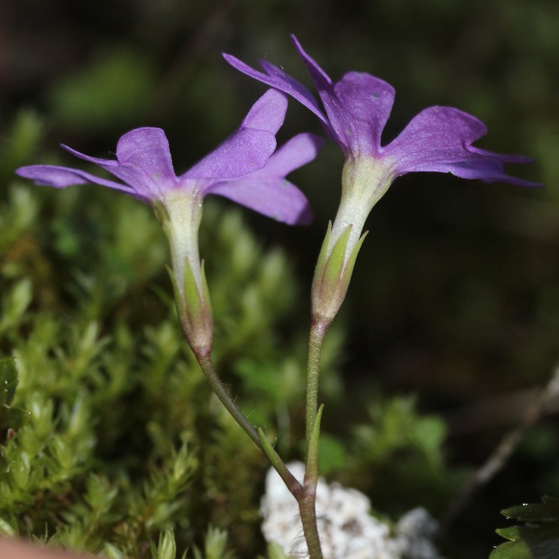 Primula tosaensis var. brachycarpa photo 3