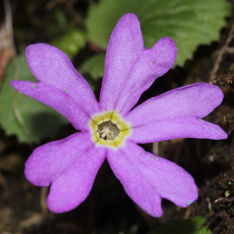 Primula tosaensis var. brachycarpa photo 4